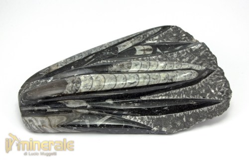 FS753-2_fossili_collezione_invertebrati_nautiloidi_orthoceras_marocco.logo