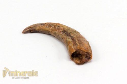 FS778-3_fossili_collezione_pterosauri_rettili_volanti_artigli_siroccopterix.logo