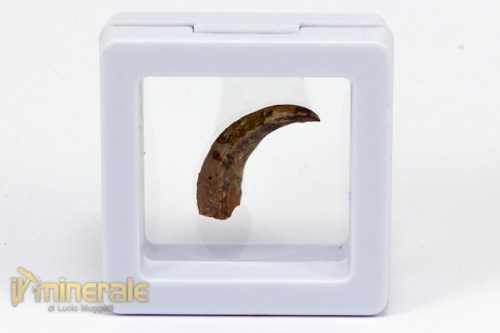 FS778-4_fossili_collezione_pterosauri_rettili_volanti_artigli_siroccopterix.logo