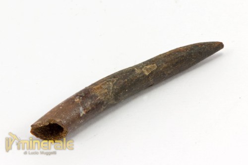 FS781-2_fossili_collezione_dinosauri_denti_rebbachisauro.logo