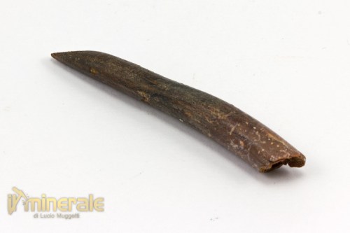 FS781-3_fossili_collezione_dinosauri_denti_rebbachisauro.logo