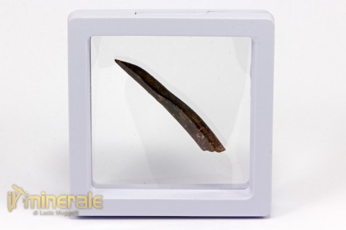 FS781-4_fossili_collezione_dinosauri_denti_rebbachisauro.logo