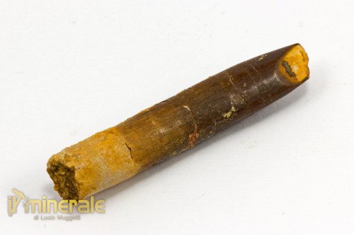 FS782-2_fossili_collezione_dinosauri_denti_rebbachisauro.logo