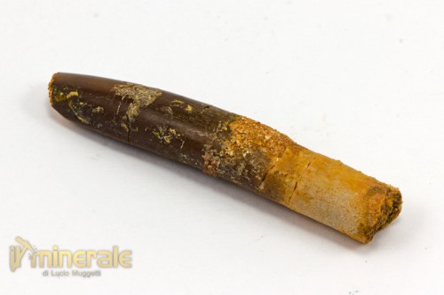 FS782-3_fossili_collezione_dinosauri_denti_rebbachisauro.logo