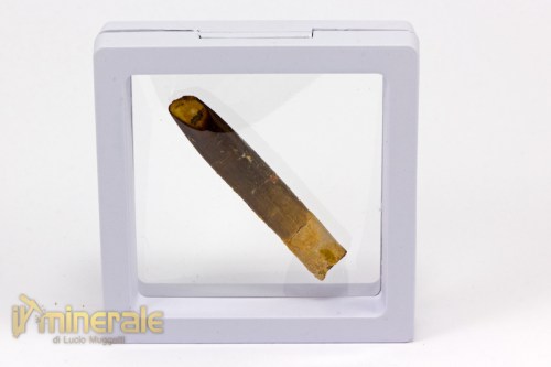 FS782-4_fossili_collezione_dinosauri_denti_rebbachisauro.logo