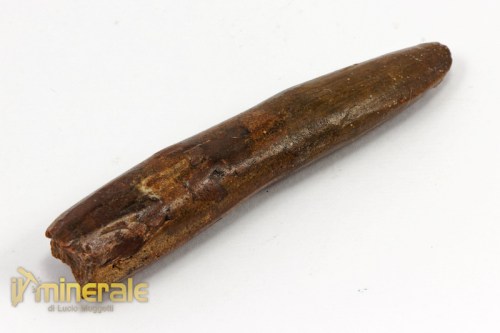 FS783-2_fossili_collezione_dinosauri_denti_rebbachisauro.logo