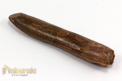 FS783-3_fossili_collezione_dinosauri_denti_rebbachisauro.logo