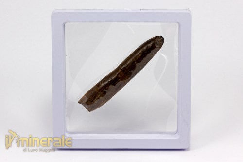 FS783-4_fossili_collezione_dinosauri_denti_rebbachisauro.logo