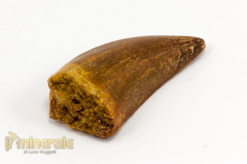 FS787-2_fossili_collezione_dinosauri_denti_carcharodontus.logo