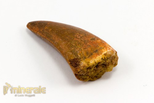 FS787-3_fossili_collezione_dinosauri_denti_carcharodontus.logo