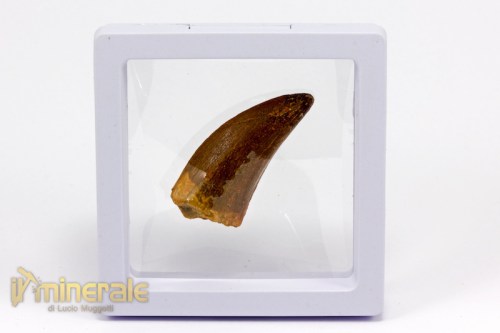 FS787-4_fossili_collezione_dinosauri_denti_carcharodontus.logo