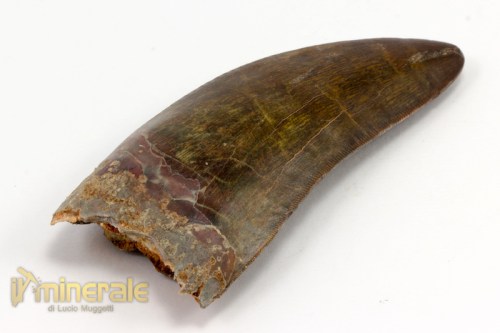 FS788-2_fossili_collezione_dinosauri_denti_carcharodontus.logo