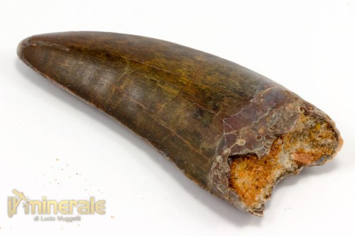 FS788-3_fossili_collezione_dinosauri_denti_carcharodontus.logo