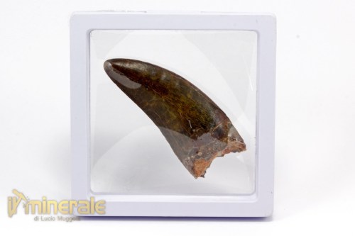 FS788-4_fossili_collezione_dinosauri_denti_carcharodontus.logo