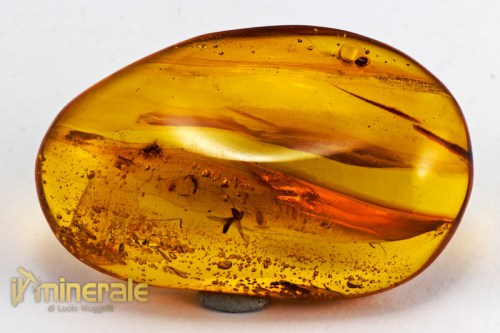 FS793-2_minerali_pietre_dure_collezione_fossili_insetti_ambra_santodomingo.logo