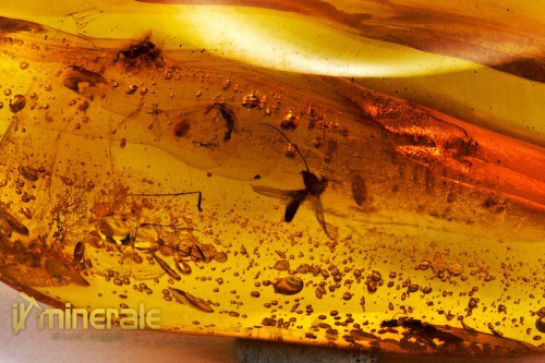 FS793-3_minerali_pietre_dure_collezione_fossili_insetti_ambra_santodomingo.logo