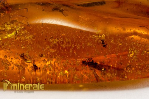 FS793-4_minerali_pietre_dure_collezione_fossili_insetti_ambra_santodomingo.logo