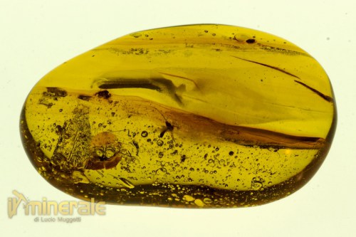 FS793-5_minerali_pietre_dure_collezione_fossili_insetti_ambra_santodomingo.logo