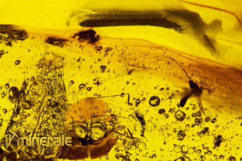 FS793-6_minerali_pietre_dure_collezione_fossili_insetti_ambra_santodomingo.logo