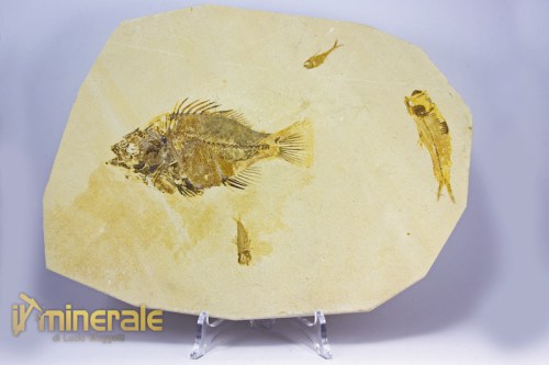 FS819-2_fossili_collezione_vertebrati_pesci_priscacara_knigthya_wyoming.logo