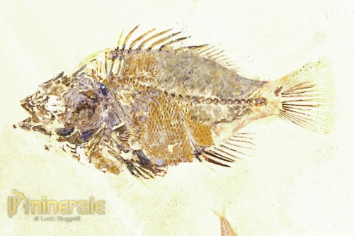 FS819-3_fossili_collezione_vertebrati_pesci_priscacara_knigthya_wyoming.logo