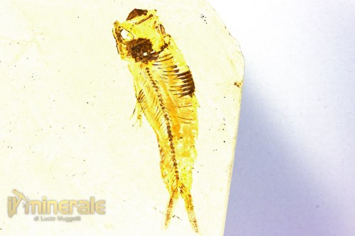 FS819-4_fossili_collezione_vertebrati_pesci_priscacara_knigthya_wyoming.logo