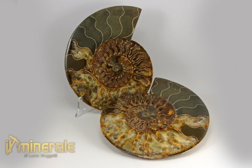 FS846-2_fossili_collezione_arredamento_invertebrati_ammoniti_cleoniceras_madagascar.logo