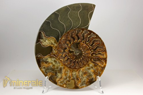 FS846-3_fossili_collezione_arredamento_invertebrati_ammoniti_cleoniceras_madagascar.logo