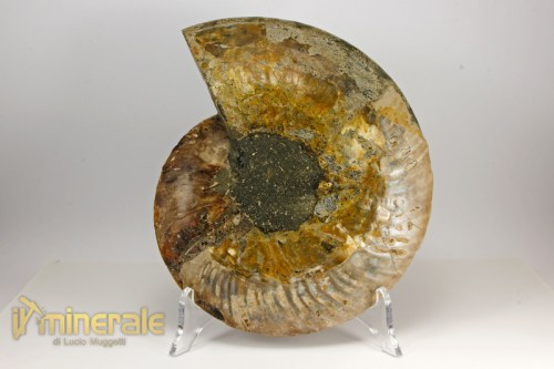 FS846-4_fossili_collezione_arredamento_invertebrati_ammoniti_cleoniceras_madagascar.logo