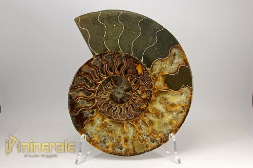 FS846-5_fossili_collezione_arredamento_invertebrati_ammoniti_cleoniceras_madagascar.logo