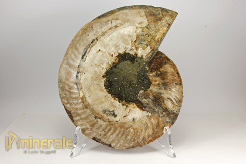 FS846-6_fossili_collezione_arredamento_invertebrati_ammoniti_cleoniceras_madagascar.logo