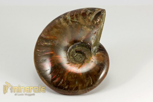 FS851-2_fossili_collezione_arredamento_invertebrati_ammoniti_cleoniceras_madagascar.logo