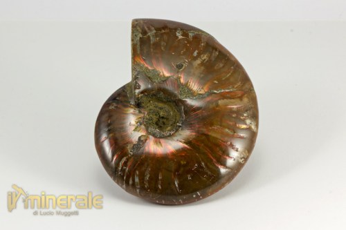 FS851-3_fossili_collezione_arredamento_invertebrati_ammoniti_cleoniceras_madagascar.logo