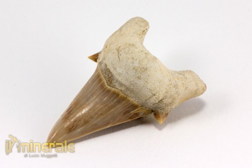 FS880-2_fossili_collezione_denti_vertebrati_squalo_otodus_marocco.logo