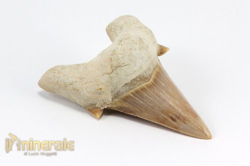 FS880-3_fossili_collezione_denti_vertebrati_squalo_otodus_marocco.logo