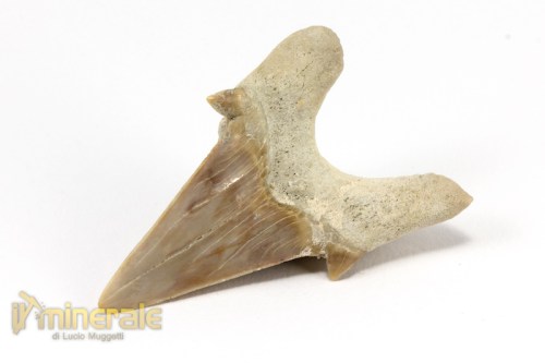 FS880-4_fossili_collezione_denti_vertebrati_squalo_otodus_marocco.logo