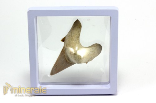 FS880-5_fossili_collezione_denti_vertebrati_squalo_otodus_marocco.logo