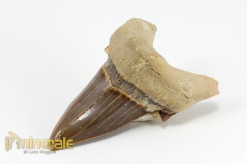 FS881-2_fossili_collezione_denti_vertebrati_squalo_otodus_marocco.logo