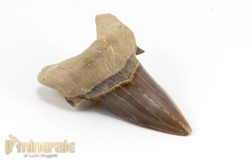 FS881-3_fossili_collezione_denti_vertebrati_squalo_otodus_marocco.logo