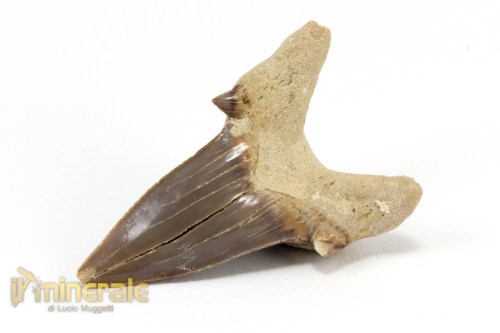 FS881-4_fossili_collezione_denti_vertebrati_squalo_otodus_marocco.logo