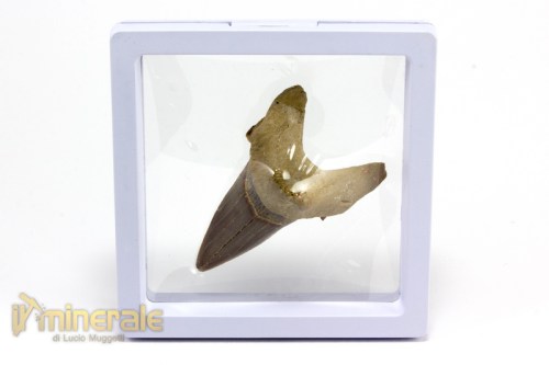 FS881-5_fossili_collezione_denti_vertebrati_squalo_otodus_marocco.logo