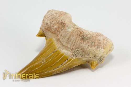 FS883-2_fossili_collezione_denti_vertebrati_squalo_otodus_marocco.logo