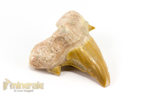 FS883-3_fossili_collezione_denti_vertebrati_squalo_otodus_marocco.logo