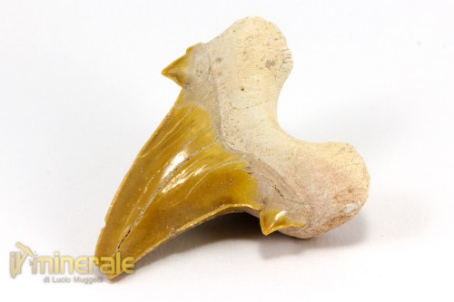 FS883-4_fossili_collezione_denti_vertebrati_squalo_otodus_marocco.logo