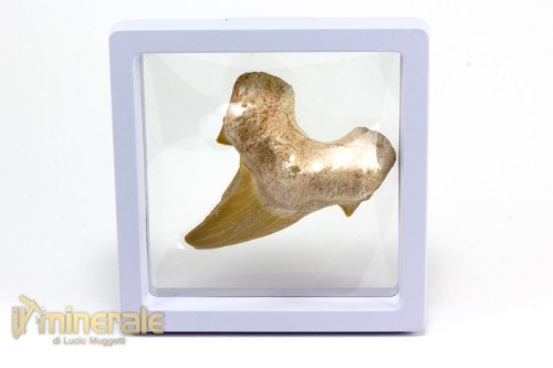 FS883-5_fossili_collezione_denti_vertebrati_squalo_otodus_marocco.logo