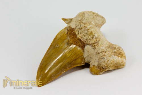 FS885-2_fossili_collezione_denti_vertebrati_squalo_otodus_marocco.logo