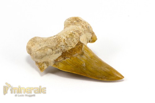 FS885-3_fossili_collezione_denti_vertebrati_squalo_otodus_marocco.logo