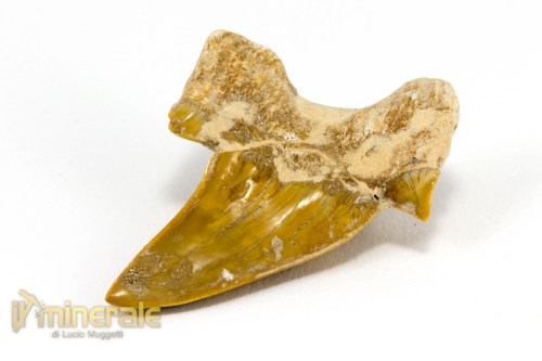 FS885-4_fossili_collezione_denti_vertebrati_squalo_otodus_marocco.logo