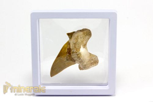 FS885-5_fossili_collezione_denti_vertebrati_squalo_otodus_marocco.logo