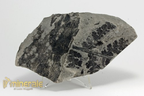 FS923-2_fossili_collezione_vegetali_felci_diecksonites_francia.logo